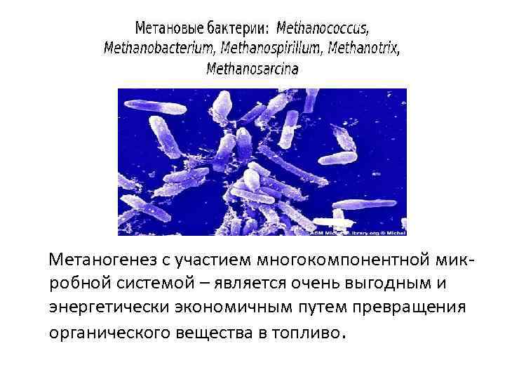  Метаногенез с участием многокомпонентной микробной системой – является очень выгодным и энергетически экономичным