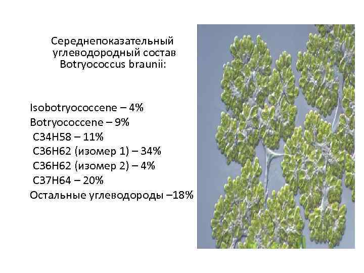  Середнепоказательный углеводородный состав Botryococcus braunii: Isobotryococcene – 4% Botryococcene – 9% C 34