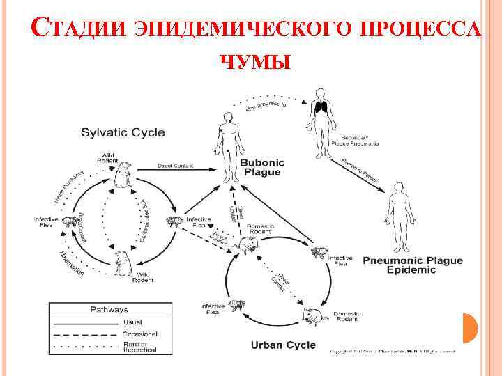 СТАДИИ ЭПИДЕМИЧЕСКОГО ПРОЦЕССА ЧУМЫ 