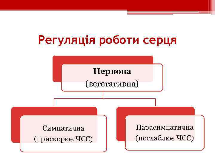 Регуляція роботи серця Нервова (вегетативна) Симпатична (прискорює ЧСС) Парасимпатична (послаблює ЧСС) 