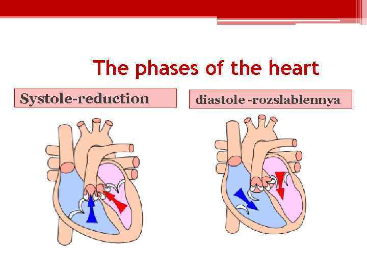 The phases of the heart Systole-reduction diastole -rozslablennya 