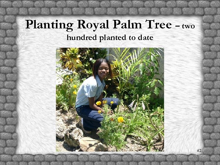 Planting Royal Palm Tree – two hundred planted to date 62 