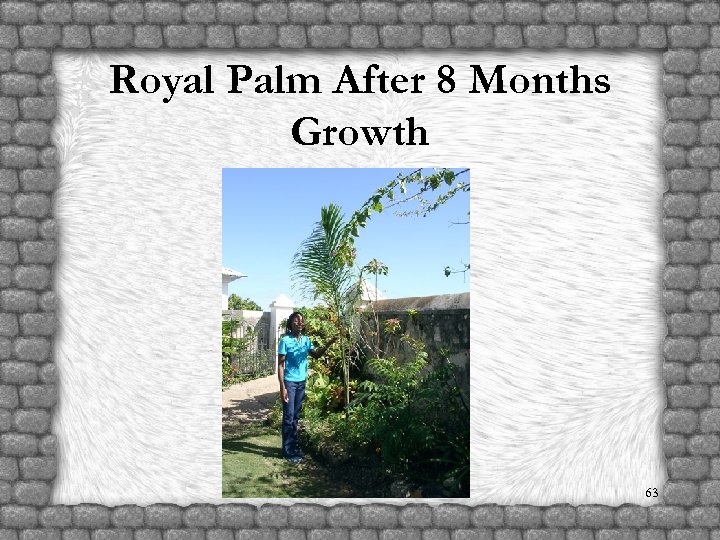Royal Palm After 8 Months Growth 63 