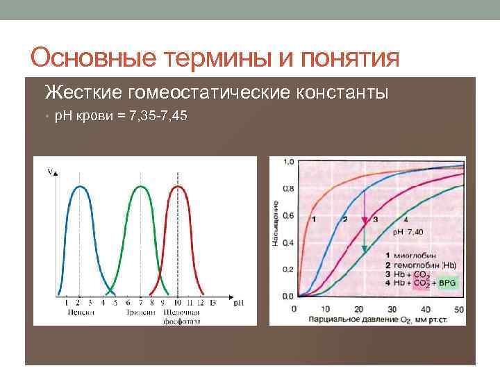 Основные термины и понятия Жесткие гомеостатические константы • р. Н крови = 7, 35