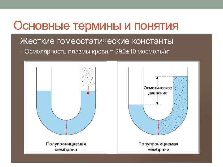 Основные термины и понятия Жесткие гомеостатические константы • Осмолярность плазмы крови = 290± 10