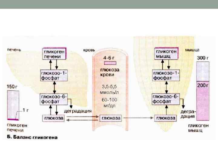 3, 5 -5, 5 ммоль/л 60 -100 мг/дл 