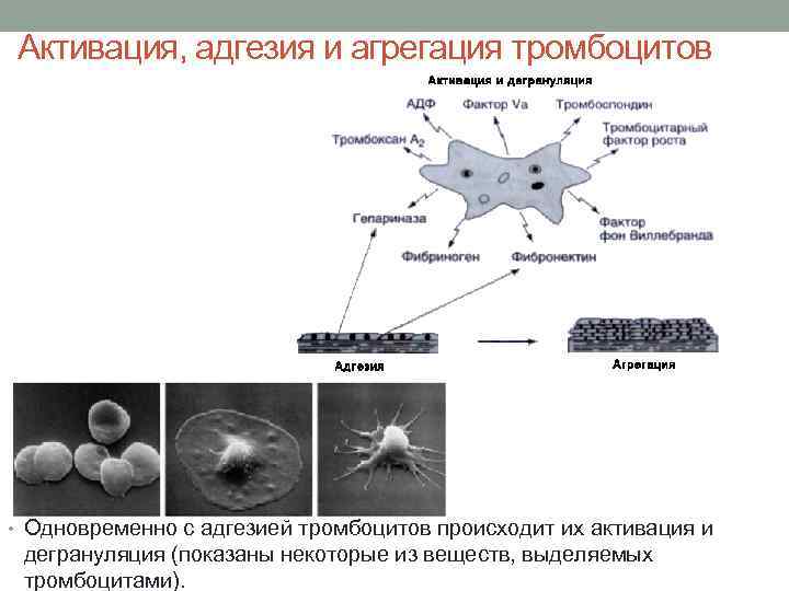 Активация, адгезия и агрегация тромбоцитов • Одновременно с адгезией тромбоцитов происходит их активация и