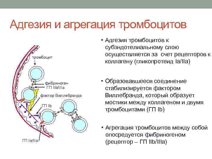 Коллаген фибриноген. Адгезия и агрегация тромбоцитов. Факторы адгезии тромбоцитов. Процесс агрегации тромбоцитов. Факторы тромбоцитов регулирующие адгезию и агрегацию тромбоцитов.