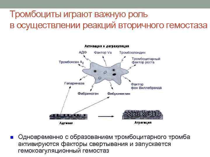 Тромбоциты играют важную роль в осуществлении реакций вторичного гемостаза n Одновременно с образованием тромбоцитарного