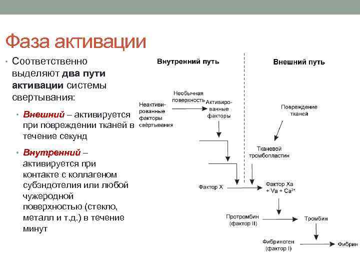 Схема активации свертывающей системы крови