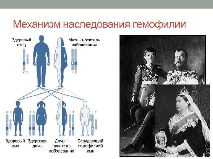 Гемофилия схема наследования