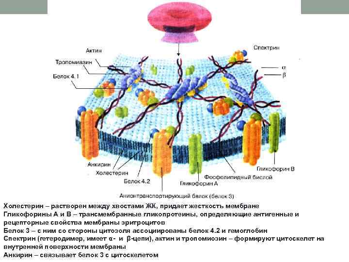  Холестерин – растворен между хвостами ЖК, придает жесткость мембране Гликофорины А и В