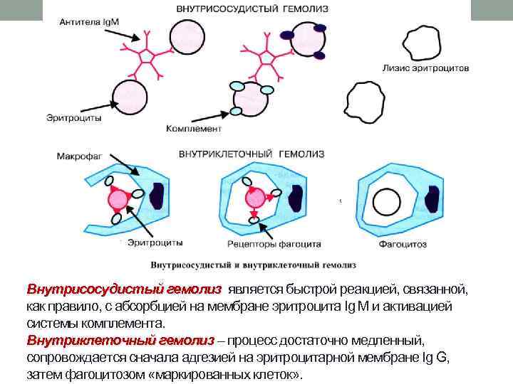 Внутрисосудистый гемолиз является быстрой реакцией, связанной, как правило, с абсорбцией на мембране эритроцита Ig