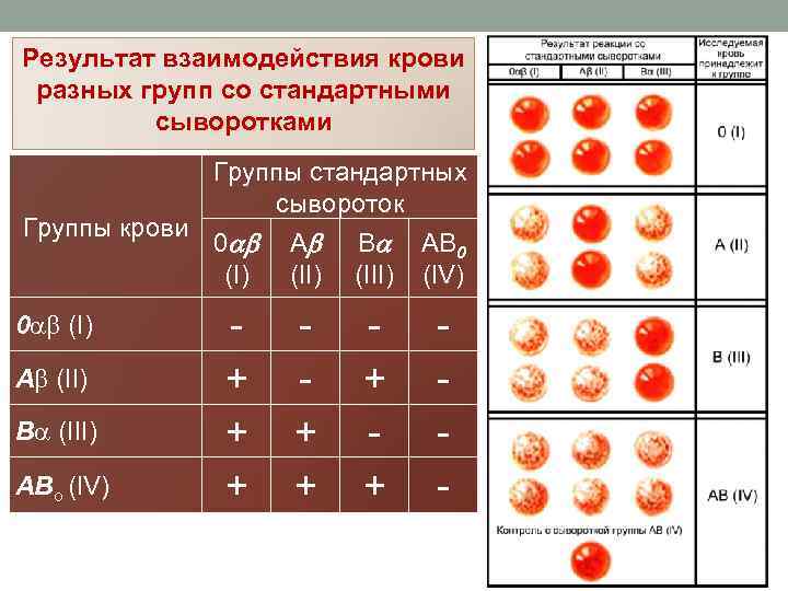 Агглютинины определяющие группы крови