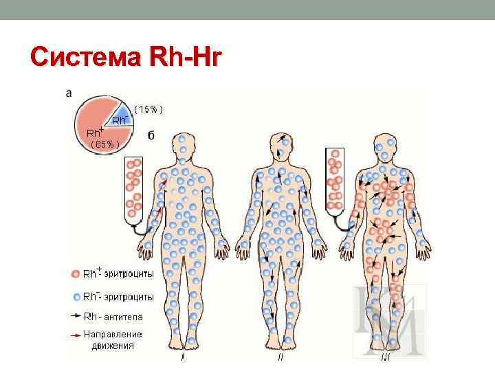 Система Rh-Hr 