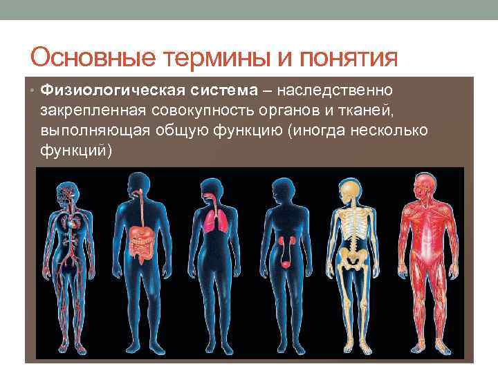 Основные термины и понятия • Физиологическая система – наследственно Физиологическая система закрепленная совокупность органов