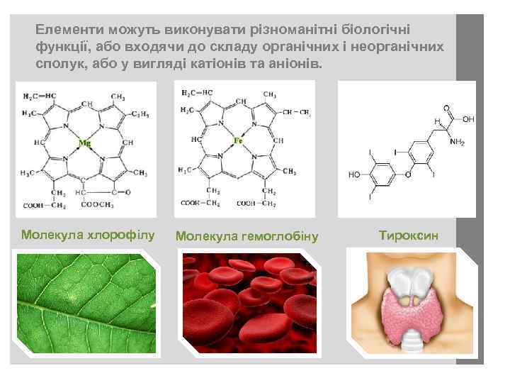 Елементи можуть виконувати різноманітні біологічні функції, або входячи до складу органічних і неорганічних сполук,