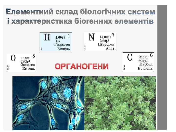 ОРГАНОГЕНИ 