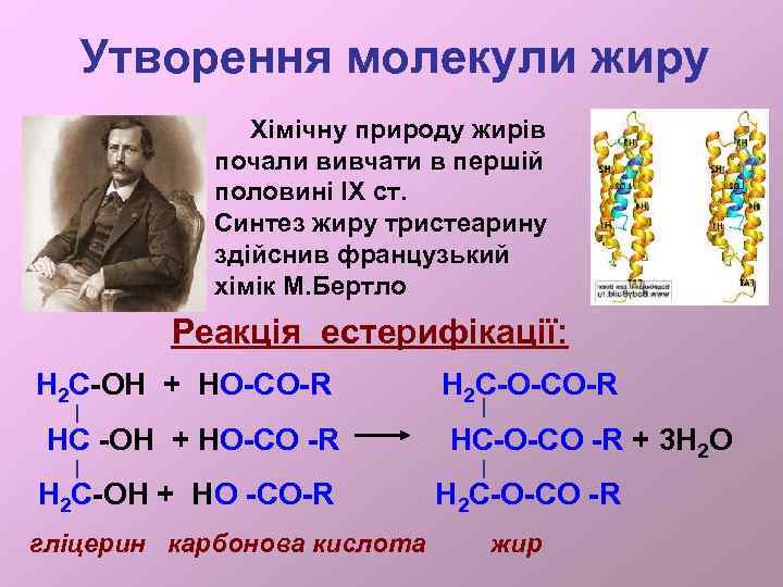 Утворення молекули жиру Хімічну природу жирів почали вивчати в першій половині ІХ ст. Синтез