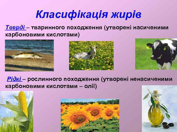 Класифікація жирів Тверді – тваринного походження (утворені насиченими карбоновими кислотами) Рідкі – рослинного походження