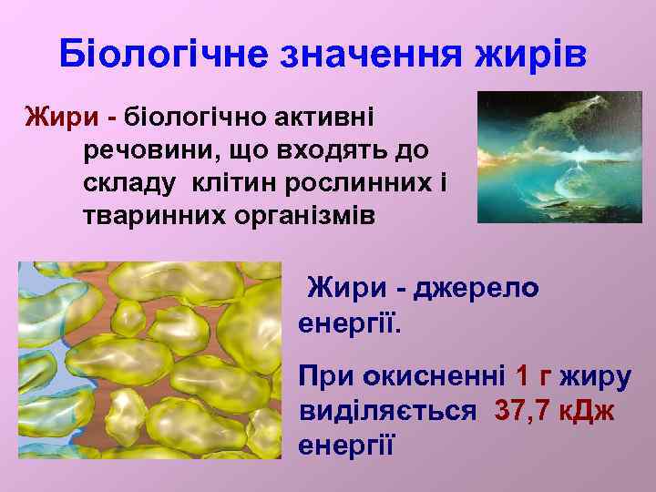 Біологічне значення жирів Жири - біологічно активні речовини, що входять до складу клітин рослинних