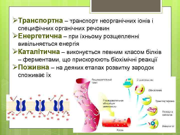 ØТранспортна – транспорт неорганічних іонів і специфічних органічних речовин ØЕнергетична – при їхньому розщепленні