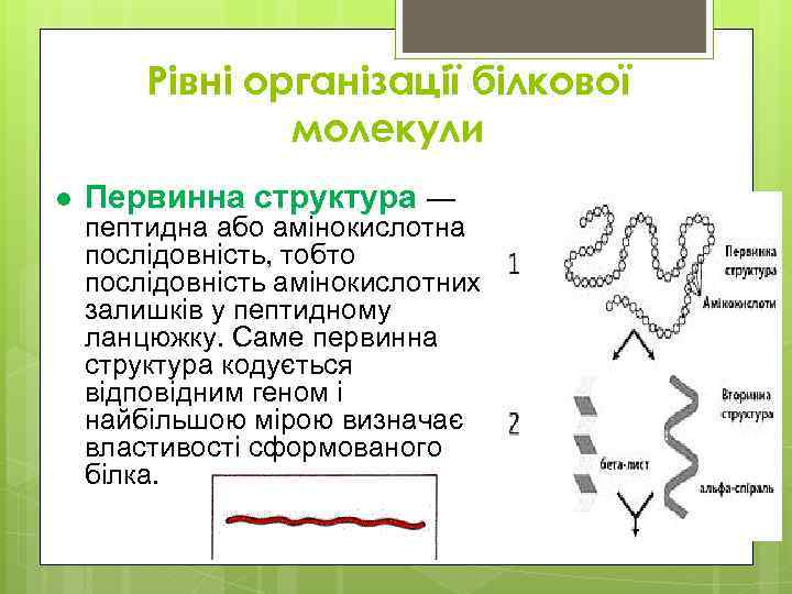 Рівні організації білкової молекули l Первинна структура — пептидна або амінокислотна послідовність, тобто послідовність