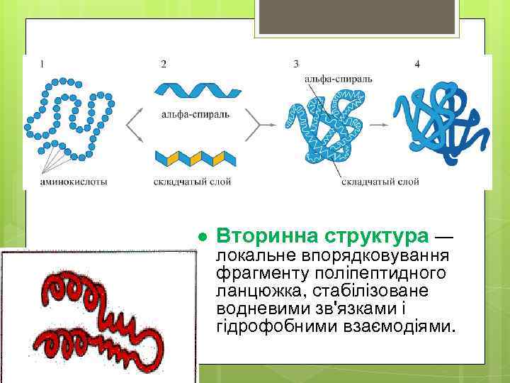 l Вторинна структура — локальне впорядковування фрагменту поліпептидного ланцюжка, стабілізоване водневими зв'язками і гідрофобними