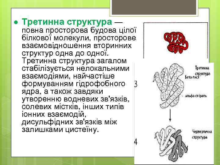 l Третинна структура — повна просторова будова цілої білкової молекули, просторове взаємовідношення вторинних структур