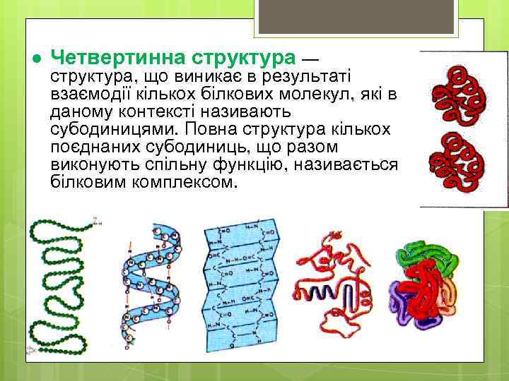 l Четвертинна структура — структура, що виникає в результаті взаємодії кількох білкових молекул, які