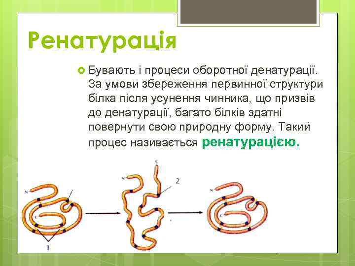 Ренатурація Бувають і процеси оборотної денатурації. За умови збереження первинної структури білка після усунення