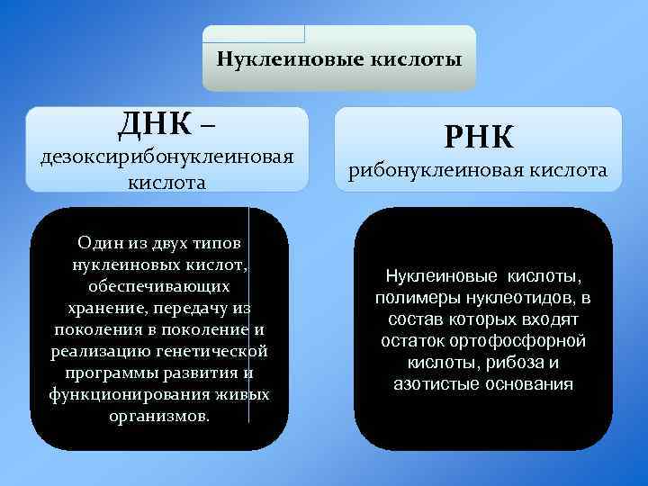 Нуклеиновые кислоты ДНК – дезоксирибонуклеиновая кислота Один из двух типов нуклеиновых кислот, обеспечивающих хранение,