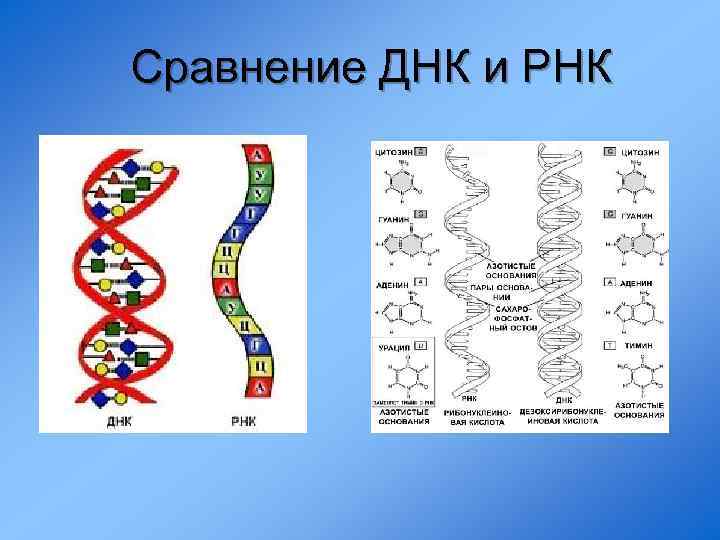 Сравнение днк