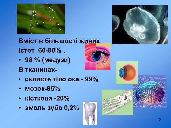 Вода Вміст в більшості живих істот 60 -80% , • 98 % (медузи) В