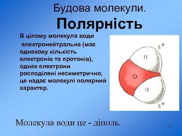 Будова молекули. Полярність В цілому молекула води електронейтральна (має однакову кількість електронів та протонів),