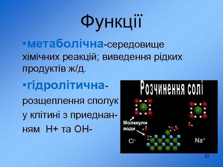 Функції • метаболічна-середовище хімічних реакцій; виведення рідких продуктів ж/д. • гідролітичнарозщеплення сполук у клітині