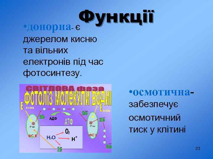 Функції • донорна є - джерелом кисню та вільних електронів під час фотосинтезу. •