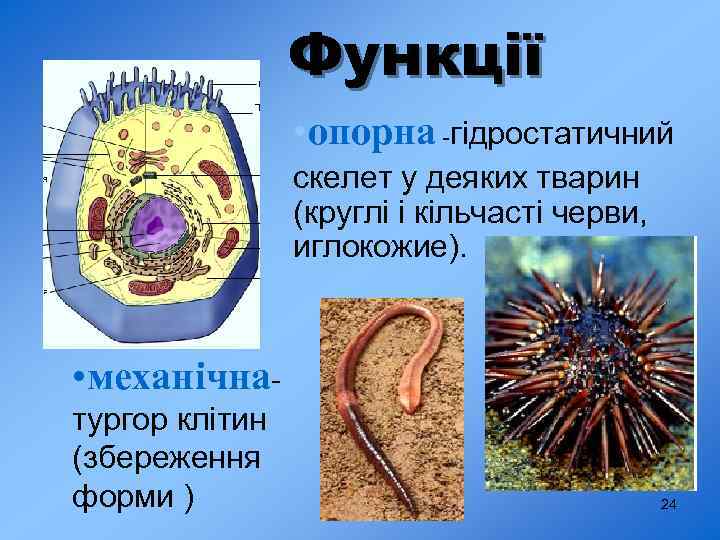 Функції • опорна -гідростатичний скелет у деяких тварин (круглі і кільчасті черви, иглокожие). •