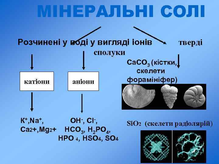  МІНЕРАЛЬНІ СОЛІ Розчинені у воді у вигляді іонів тверді сполуки катіони аніони Са.