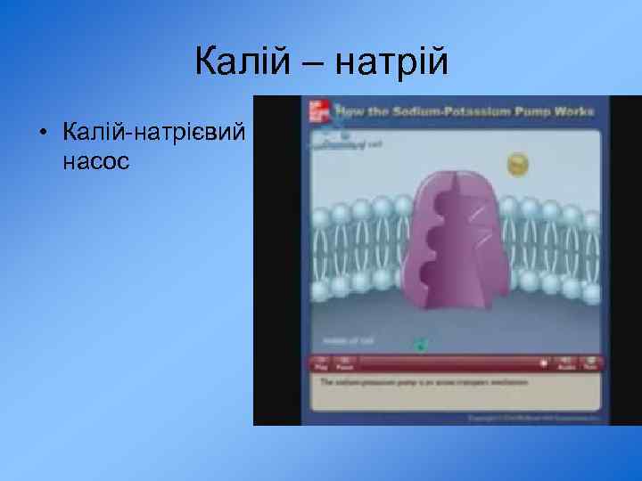 Калій – натрій • Калій-натрієвий насос 