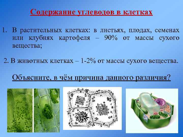 Содержание углеводов в клетках 1. В растительных клетках: в листьях, плодах, семенах или клубнях