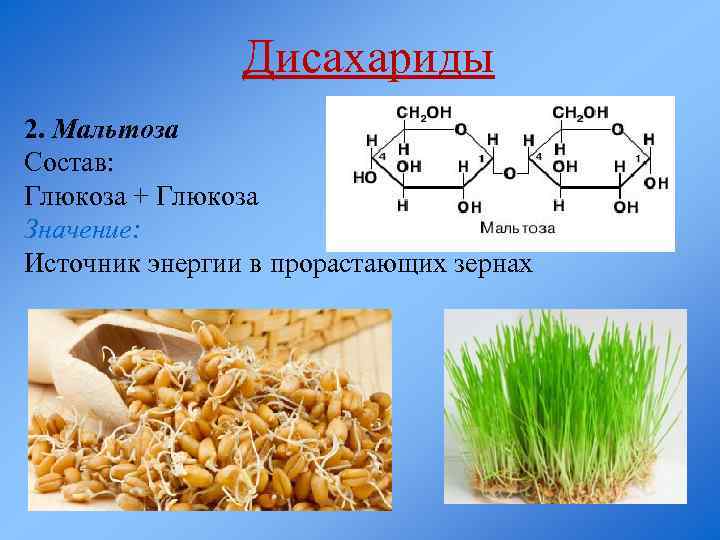 Дисахариды 2. Мальтоза Состав: Глюкоза + Глюкоза Значение: Источник энергии в прорастающих зернах 