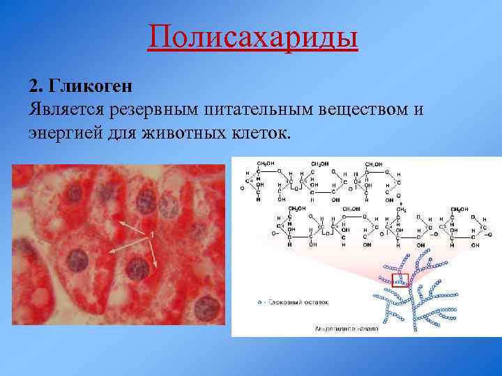 Полисахариды 2. Гликоген Является резервным питательным веществом и энергией для животных клеток. 