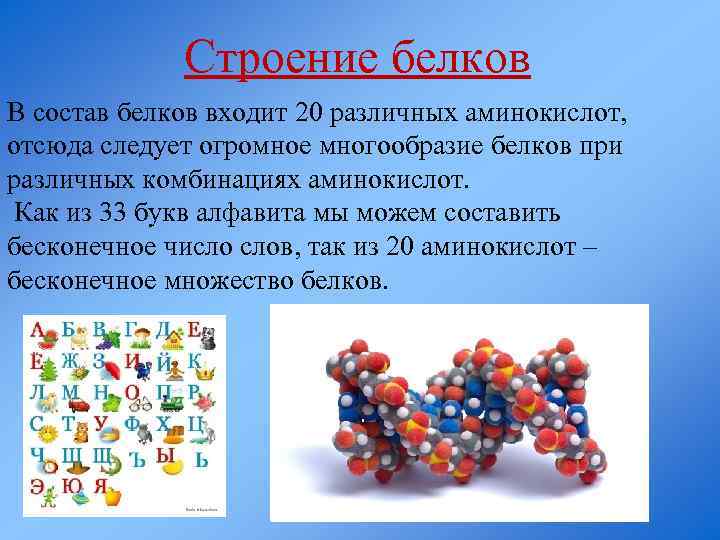 Строение белков В состав белков входит 20 различных аминокислот, отсюда следует огромное многообразие белков