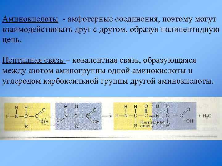 Аминокислоты - амфотерные соединения, поэтому могут взаимодействовать друг с другом, образуя полипептидную цепь. Пептидная