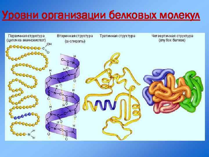 Уровни организации белковых молекул 