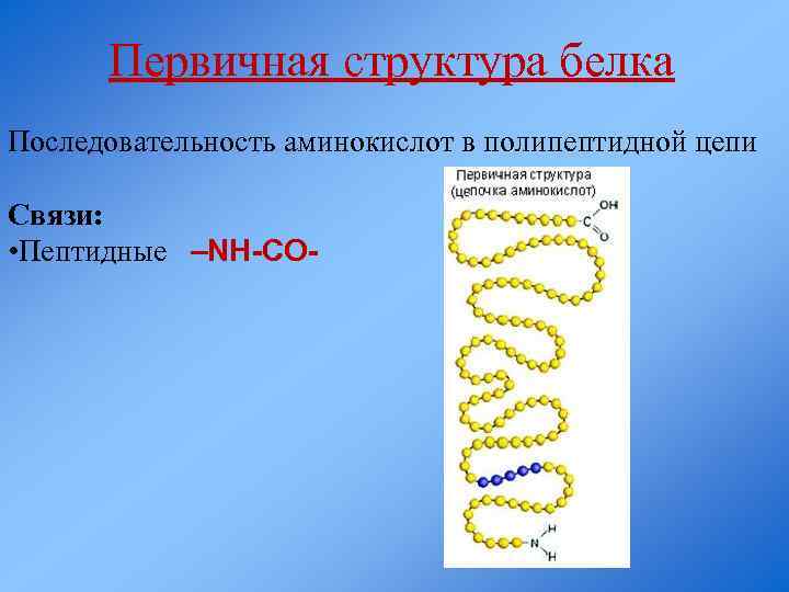 Первичная структура белка Последовательность аминокислот в полипептидной цепи Связи: • Пептидные –NH-CO- 