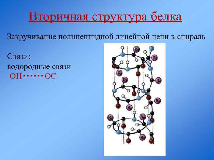 Вторичная структура белков связи. Вторичная структура полипептидной цепи. Водородные связи во вторичной структуре белка. Вторичная структура белка поддерживается водородными связями между. Водородная связь в полипептидной цепи.