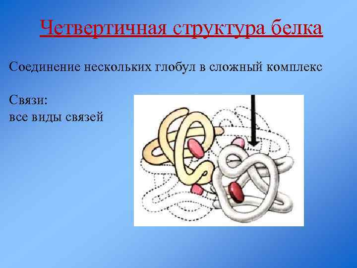 Б структура белка. Третичная четвертичная структура белка типы связи. Четвертичная структура белка химические связи. Связи четвертичной структуры белка связи. Тип связи четвертичной структуры белка.