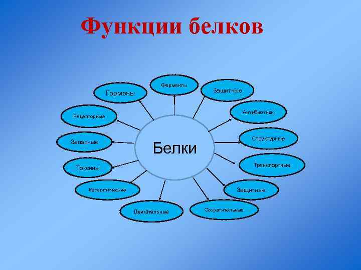 Функции белков Ферменты Гормоны Антибиотики Рецепторные Запасные Защитные Структурные Белки Транспортные Токсины Защитные Каталитические